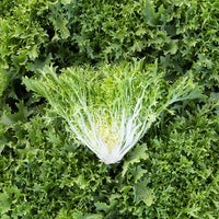 Curly Endive Frisée Seeds – Crisp Frilly Leafy Greens for Garden Growing