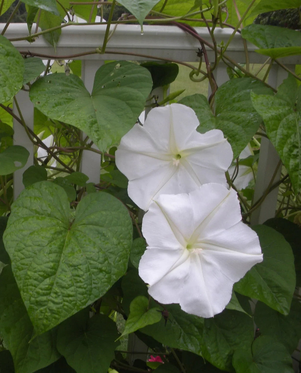 Moon Flower seeds for Planting - Seasonal Bloomer, Heirloom & GMO Free Seeds for Home Garden
 
 Sale seeds for home garden