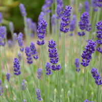 Blue Angustifolia Flower seeds for Planting - Hardy Variety, Heirloom & GMO Free Seeds for Home Garden
 
 Sale for planting in home garden