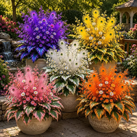 Peacock Flame Hosta plants with colorful foliage