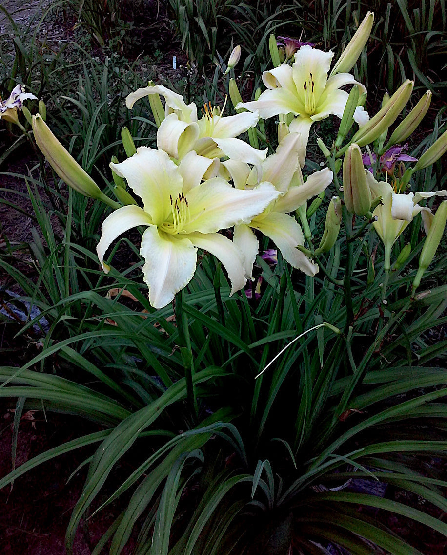 Hemerocallis (Hemerocallis Lady) seeds for planting in home garden