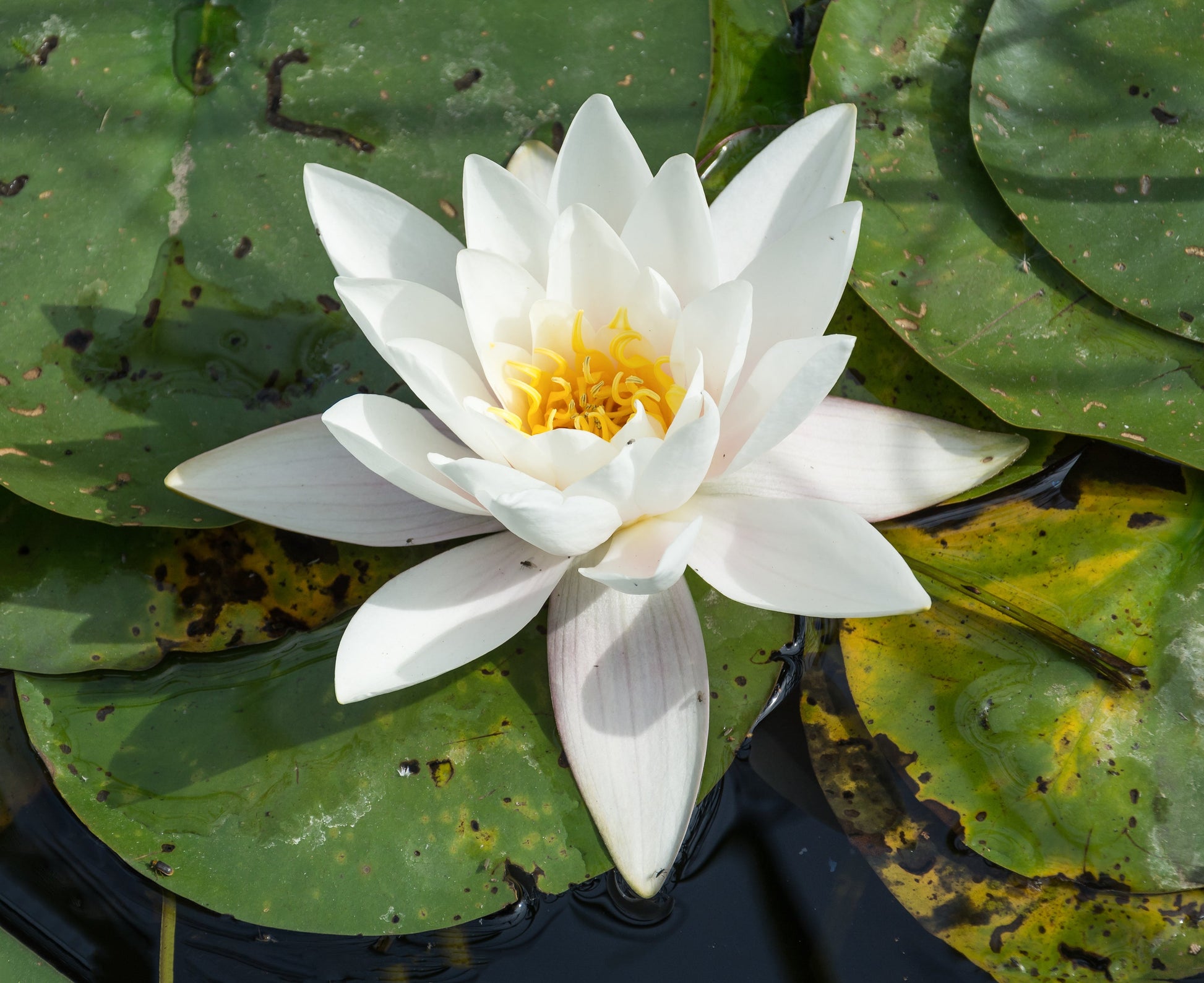 Water Lily flowers enhancing decorative ponds and backyard water features.