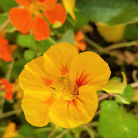 Yellow Beautiful Allamanda Flower Planting Seeds