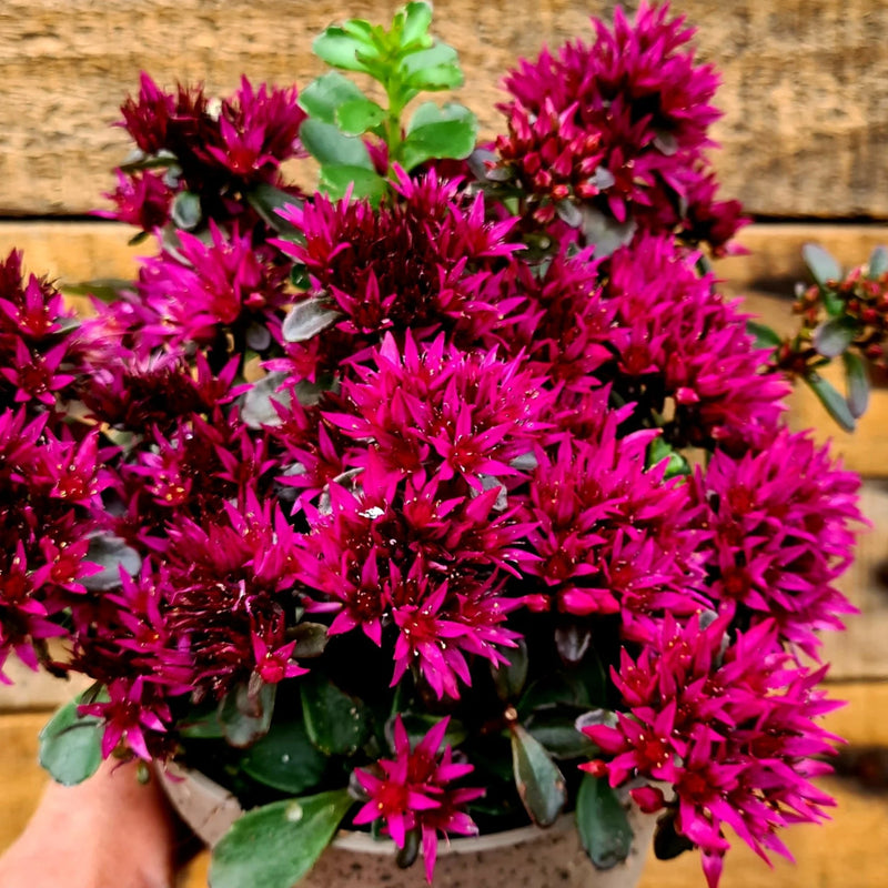 Sedum Spurium Flower seeds for Planting - Easy to Grow, Heirloom & GMO Free Seeds for Home Garden