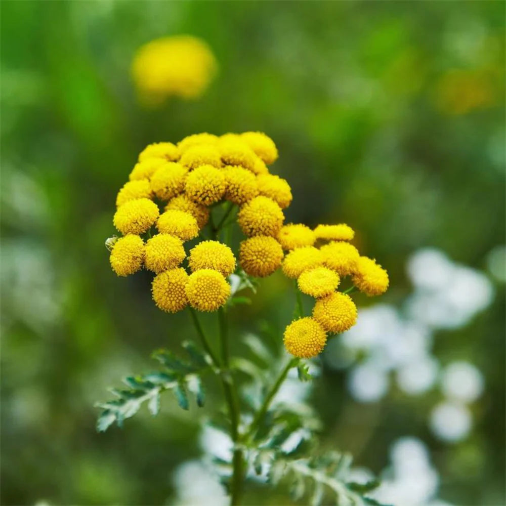Tansy Flower seeds for Planting Pollinator Friendly Heirloom & GMO Free Seeds for Home Garden