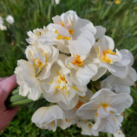 Daffodil Narcissus flowers growing in an outdoor garden