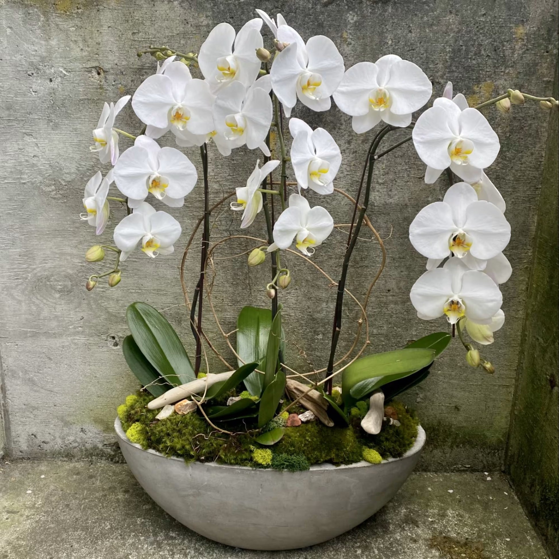 White Phalaenopsis Orchid Seeds Vibrant Colors Heirloom & GMO Free Seeds for Home Garden
 
 Sale