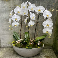 White Phalaenopsis Orchid Seeds Vibrant Colors Heirloom & GMO Free Seeds for Home Garden
 
 Sale