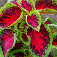 Green Pink Coleus Bright Blooms Heirloom & GMO Free Seeds for Home Garden
 
 Sale