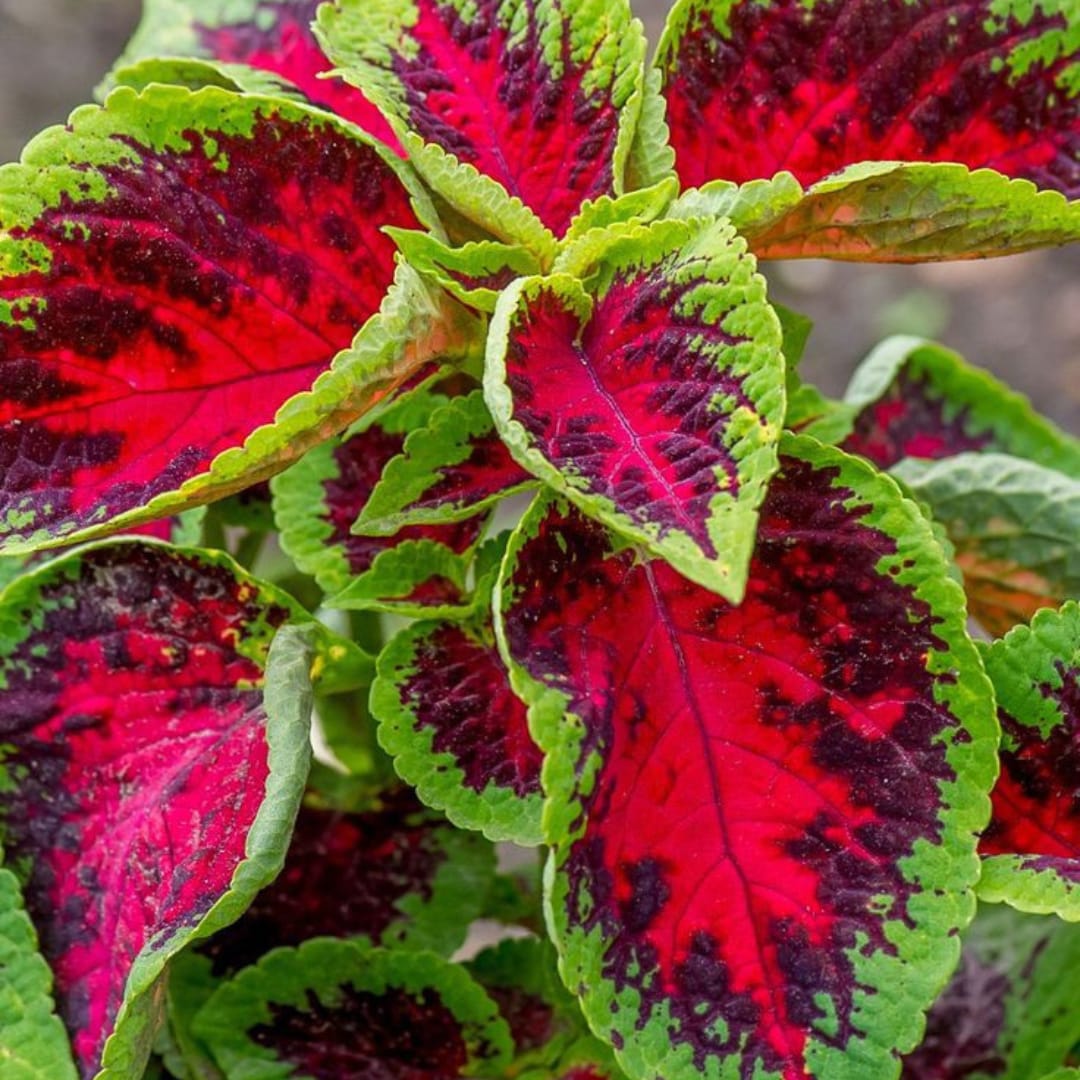 Green Pink Coleus Flower seeds for Planting Colorful Display Heirloom & GMO Free Seeds for Home Garden