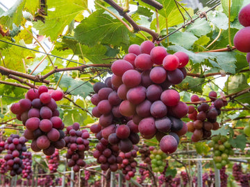 Uva Trepadoras Climbing Fruit Seeds for Planting: Grow Your Own Delicious Grapes
