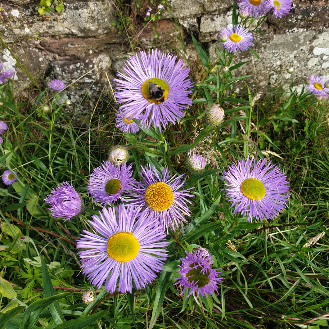 Erigeron Azure Fee Seeds for Blue Daisy-Like Flowers