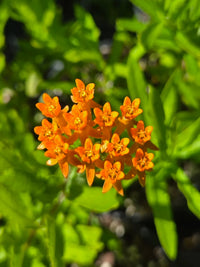 Orange Butterfly Milkweed flower seeds for planting with bright orange blooms.