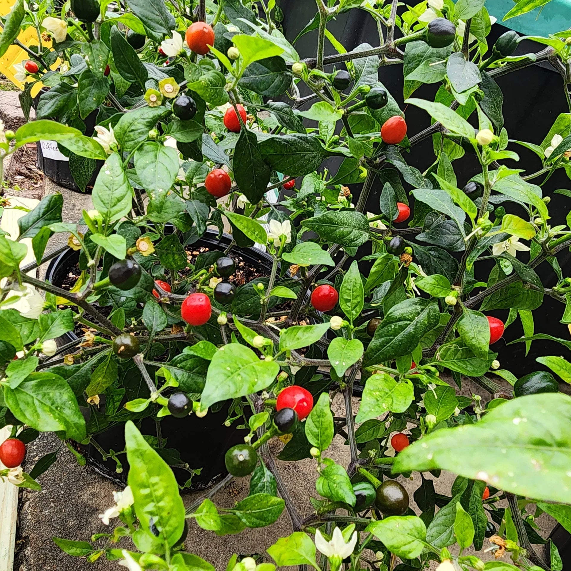 Texas Chiltepin pepper seeds for home garden planting
