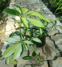 Schefflera Actinophylla houseplant seeds for planting