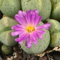 Green Conophytum Ernianum Flower seeds for Planting Vibrant Colors Heirloom & GMO Free Seeds for Home Garden
 
 Sale