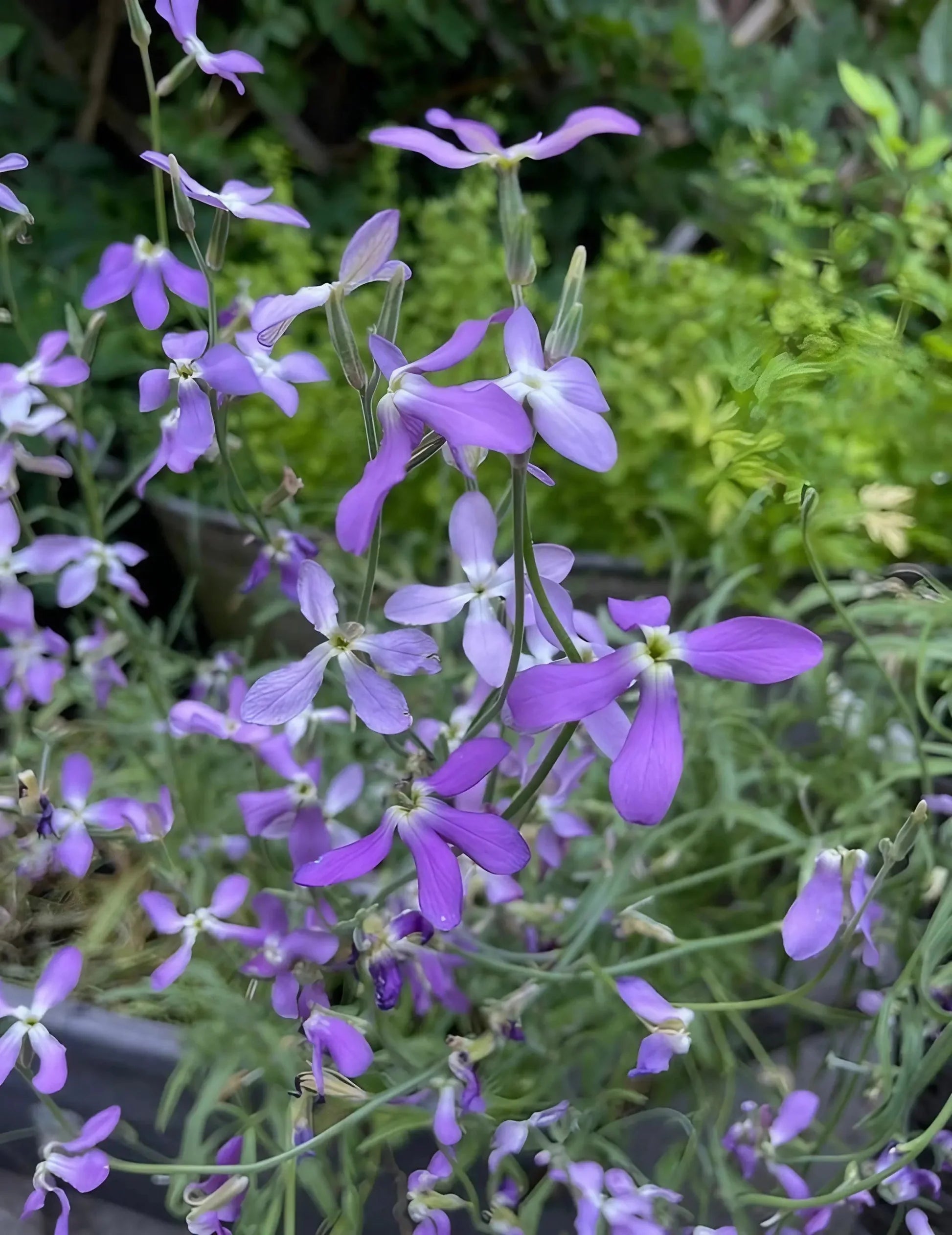 Lavender-Scented Evening Stock Seeds for Fragrant Night-Blooming Flowers