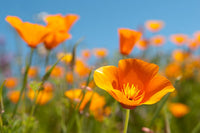 Orange California Poppy flower growing with bright orange blooms in a sunny garden.