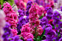 Matthiola Incana Flower seeds for Planting - Low Maintenance, Heirloom & GMO Free Seeds for Home Garden