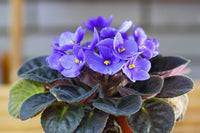 Purple African Violet Flower seeds for Planting - Cut Flower Favorite, Heirloom & GMO Free Seeds for Home Garden