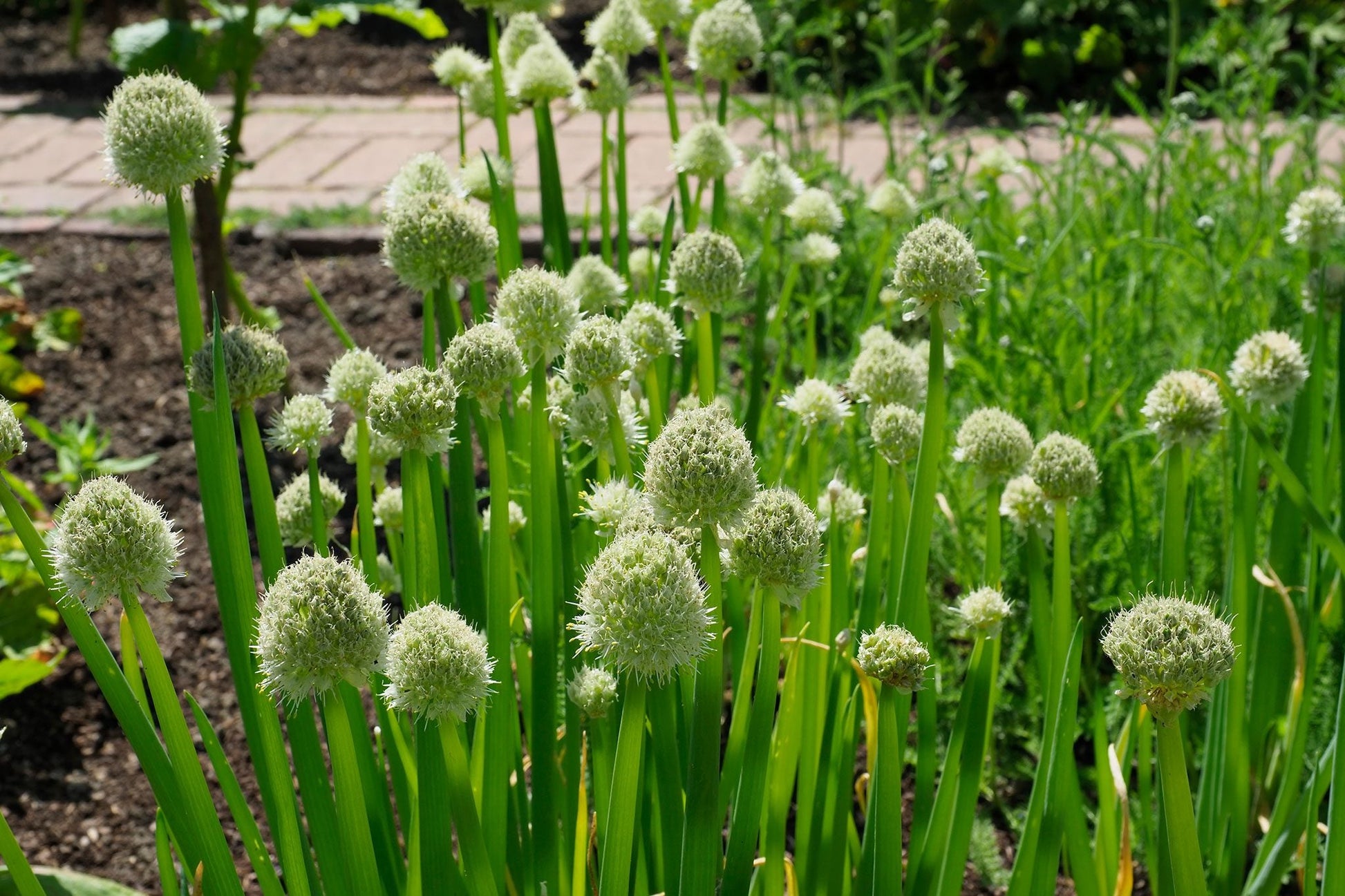 Healthy Welsh onion plants growing in a sunny herb garden.
