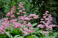 Rodgersia Flower seeds for Planting Wildflower Mix Heirloom & GMO Free Seeds for Home Garden