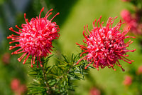 Red Grevillea Robusta Flower seeds for Planting Cut Flower Favorite Heirloom & GMO Free Seeds for Home Garden
