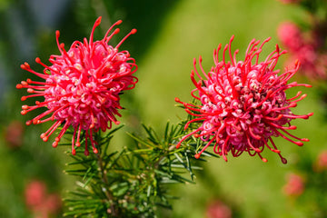 Red Grevillea Robusta Flower Seeds for Planting