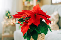 Mixed Poinsettia Flower seeds for Planting - Bright Blooms, Heirloom & GMO Free Seeds for Home Garden