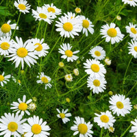 Chamomile Seeds for Planting - Grow Your Own Chamomile Flowers