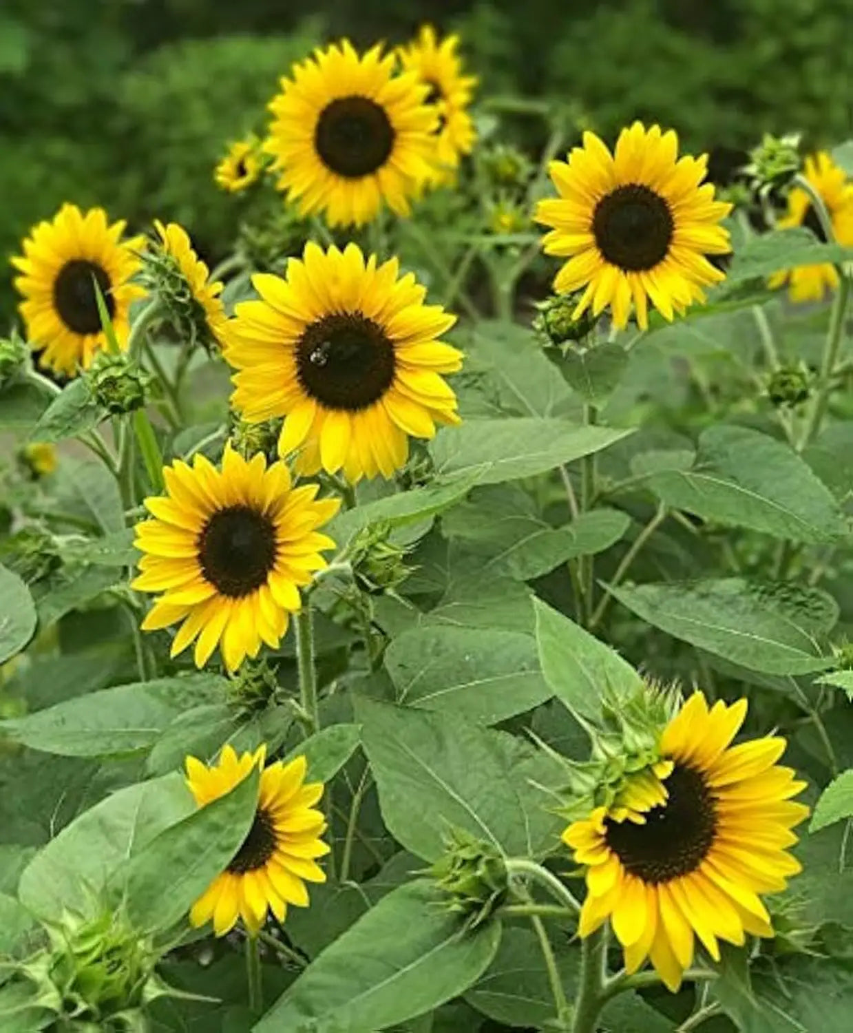 Golden Sunspot Dwarf Sunflowers blooming in outdoor containers on a patio.

