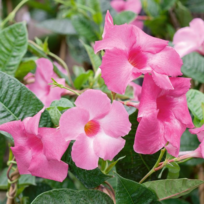 Trepadoras Flower seeds for Planting Fragrant Blossoms Heirloom & GMO Free Seeds for Home Garden 
 
 Sale
