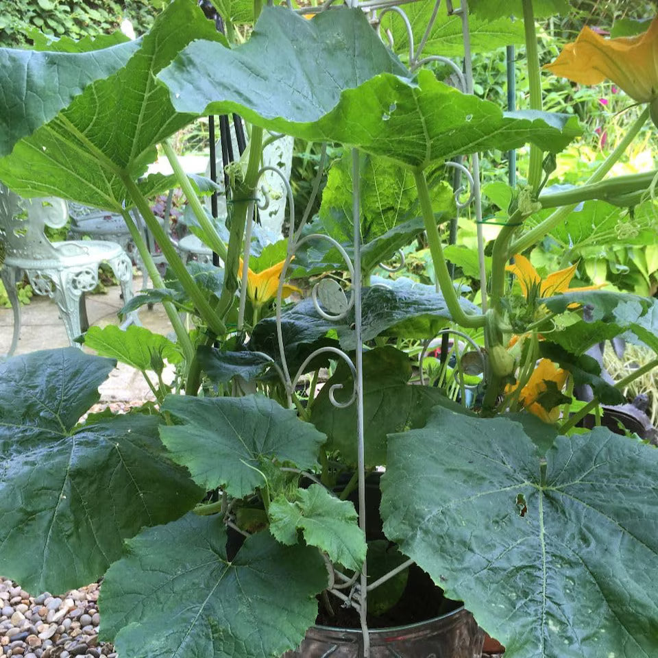 Spaghetti Squash Seeds for Planting – Heirloom Non-GMO Winter Squash Vegetable Seeds