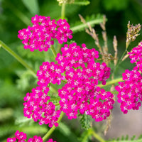 Yarrow Flower seeds for Planting Hardy Variety Heirloom & GMO Free Seeds for Home Garden