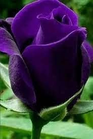 Thick Purple Flower seeds for Planting - Fragrant Blossoms, Heirloom & GMO Free Seeds for Home Garden
 
 Sale seeds for home garden