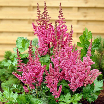 Pink Astilbe Flower Seeds for Planting Wildflower Mix Heirloom & GMO Free Seeds for Home Garden
 
 Sale