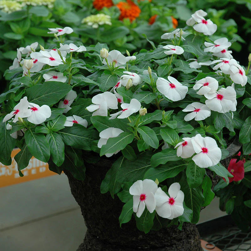 Vinca White Polka Dot Flower Seeds for Planting  Unique Annuals for Your Garden