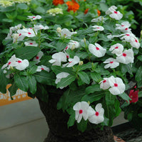 Vinca White Polka Dot Flower Seeds for Planting  Unique Annuals for Your Garden