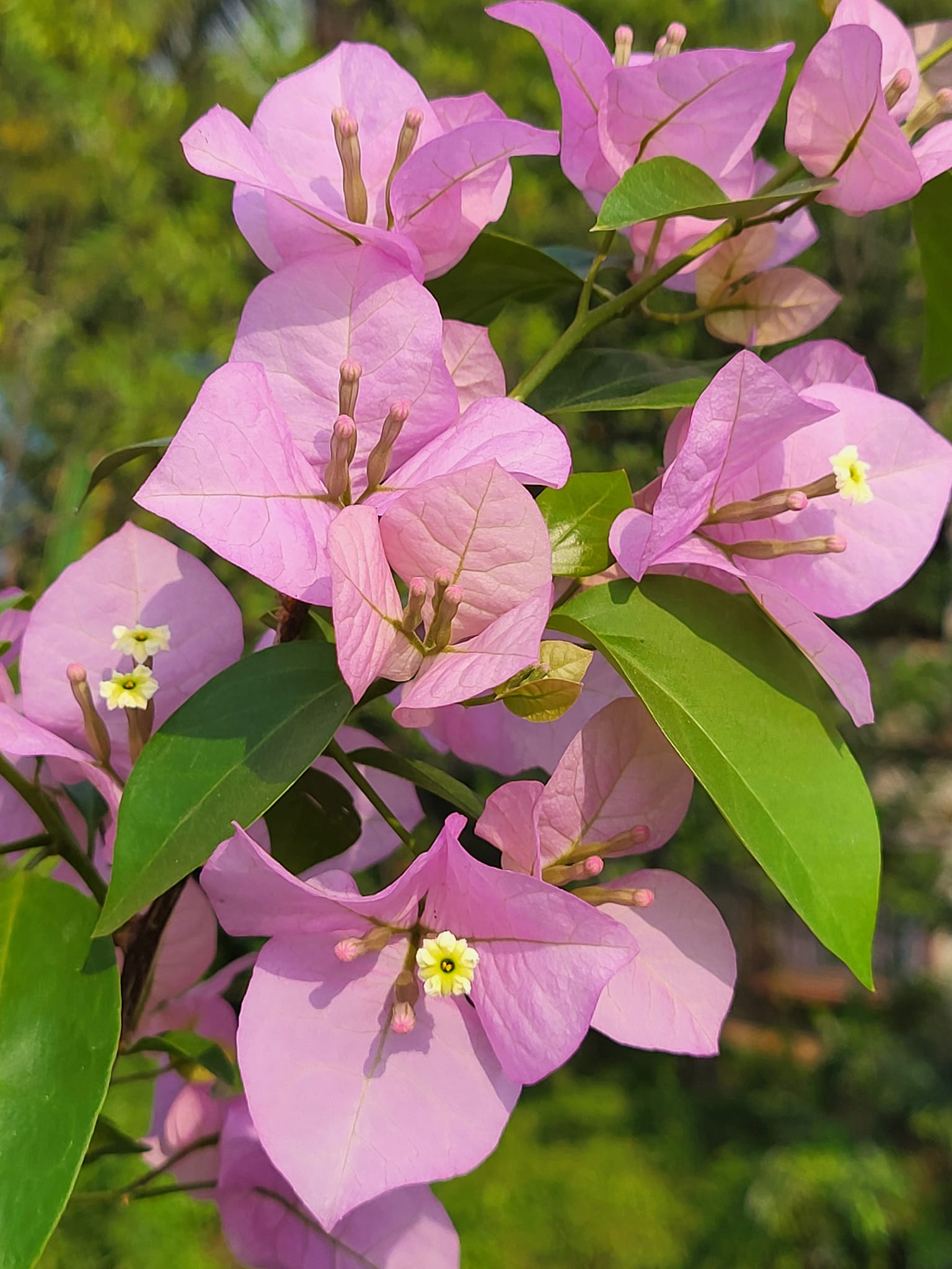 Bougainvillea Flower seeds for Planting - Colorful Display, Heirloom & GMO Free Seeds for Home Garden