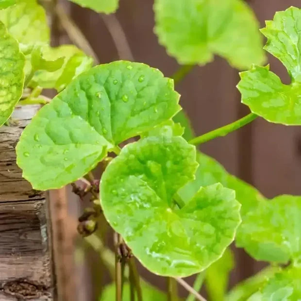 Pennywort Gotu Kola Seeds for Planting – Heirloom Non-GMO Culinary Herb Vegetable Seeds