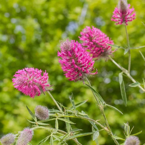 Pink Trifolium or Clover Flower seeds for Planting - Shade Tolerant, Heirloom & GMO Free Seeds for Home Garden