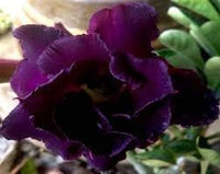 Heirloom (Heirloom Adenium) seeds for planting in home garden