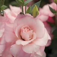 Echo Flower seeds for Planting Drought Tolerant Heirloom & GMO Free Seeds for Home Garden 
 
 Sale for planting in home garden