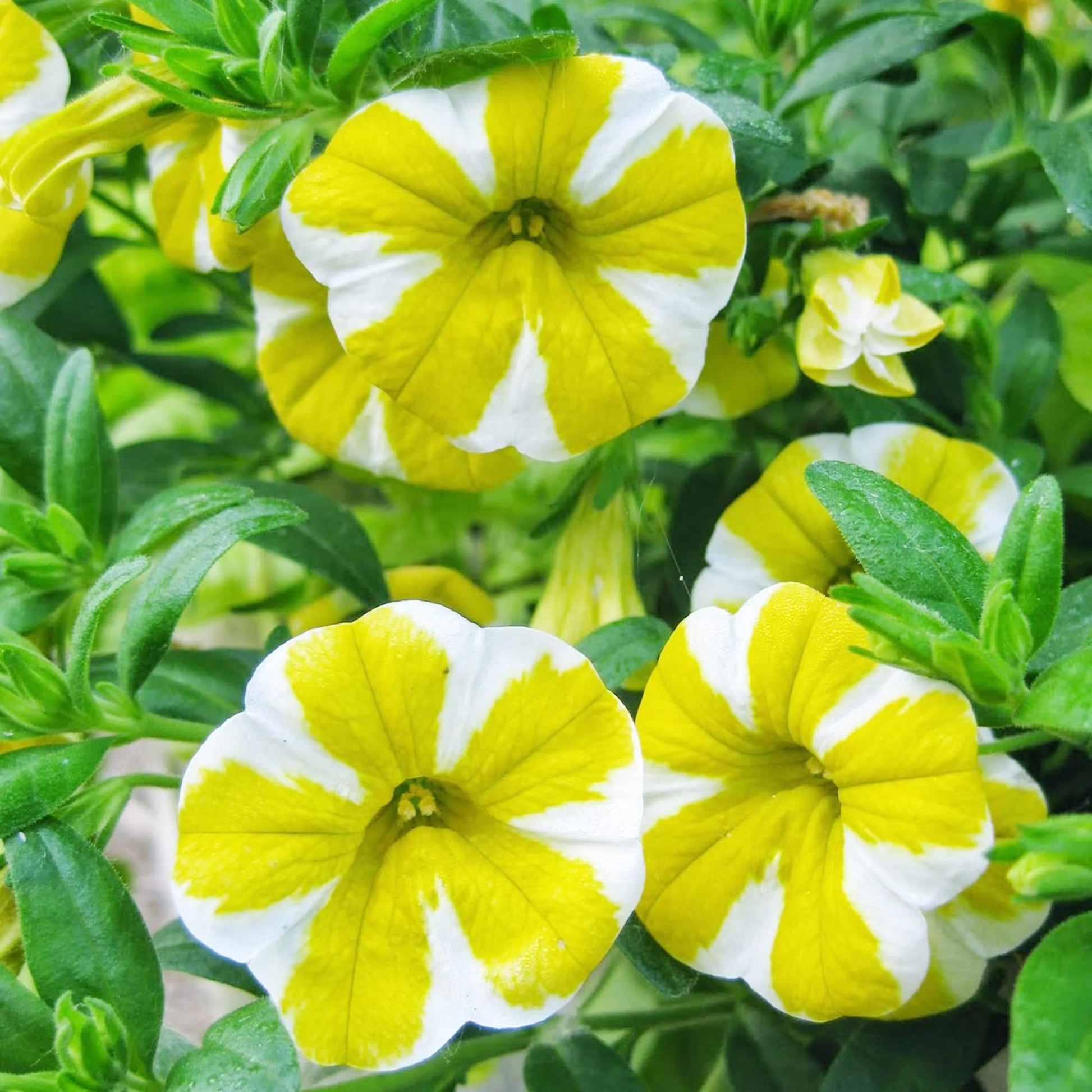 Yellow Calibrachoa Kabloom Flower Seeds Planting