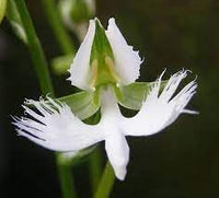 Japanese Radiata Flower seeds for Planting - Easy to Grow, Heirloom & GMO Free Seeds for Home Garden
 
 Sale for planting in home garden.