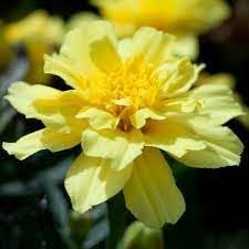Heirloom Alumia Vanilla Flower seeds for Planting Vibrant Colors Heirloom & GMO Free Seeds for Home Garden 
 
 Sale for planting in home garden