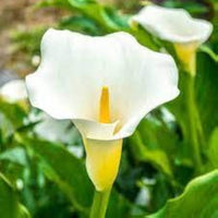Calla Flower Seeds for Easy Planting