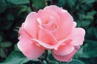 Rose Queen Elizabeth Flower seeds for Planting - Vibrant Colors, Heirloom & GMO Free Seeds for Home Garden
 
 Sale seeds for home garden