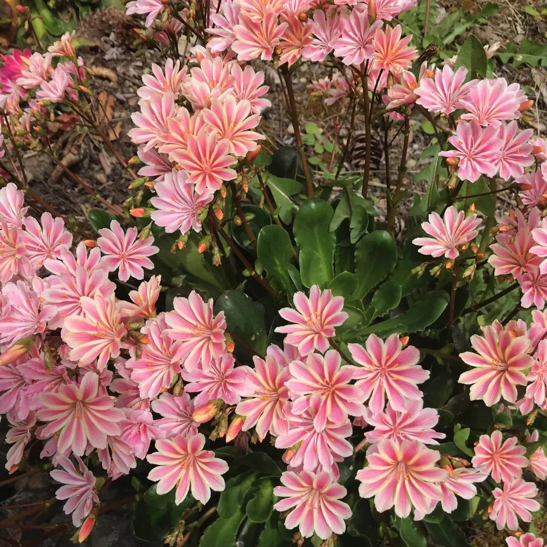 Lewisia Cotyledon Flower seeds for Planting Sun Loving Heirloom & GMO Free Seeds for Home Garden
