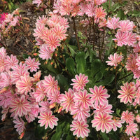 Lewisia Flower seeds for Planting Long Bloom Season Heirloom & GMO Free Seeds for Home Garden
